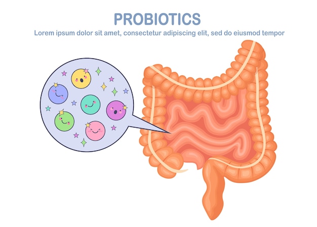 Digestive system tract with cute bacteria