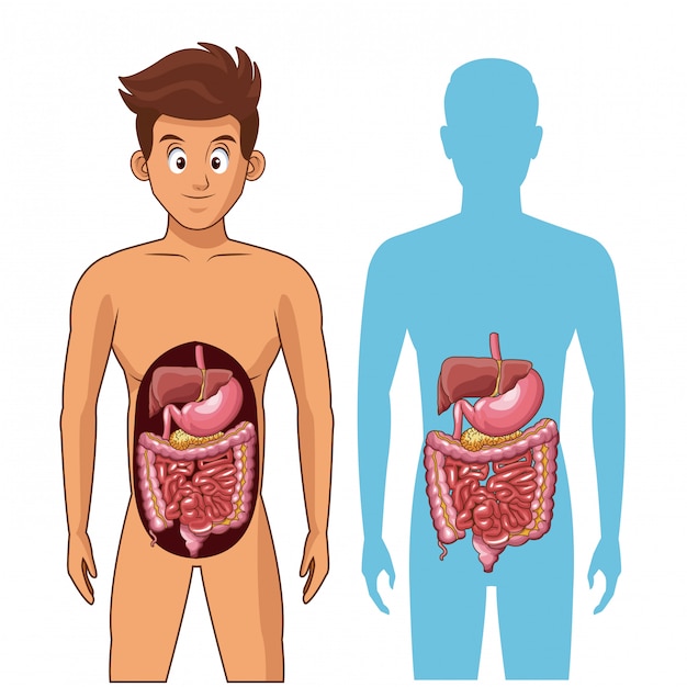 Digestive system and young man cartoon