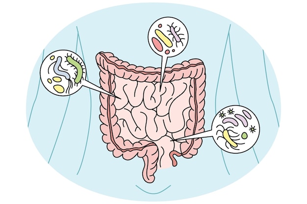 Vettore apparato digerente con batteri all'interno organi di digestione della persona intestino con virus illustrazione del vettore sanitario e intestinale