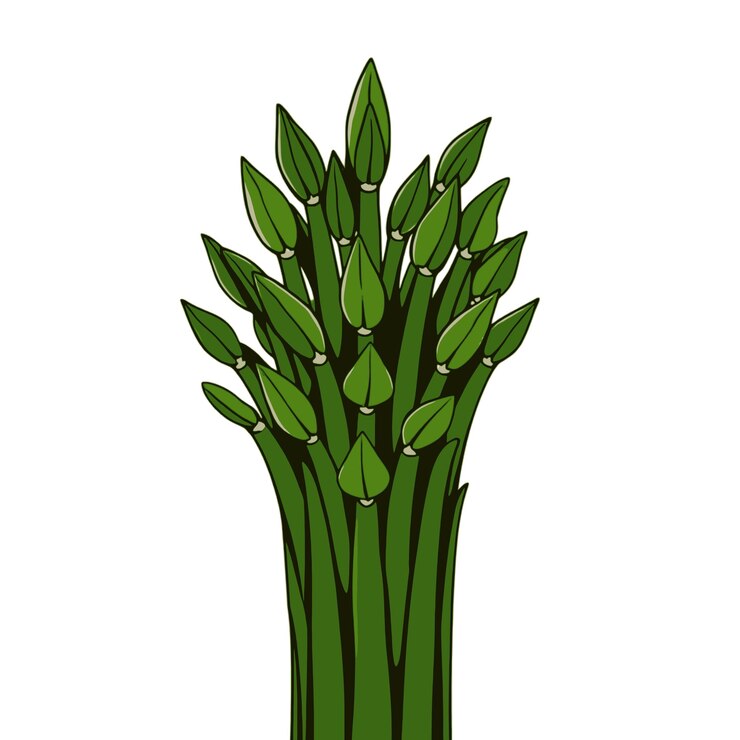 Vector a digital illustration of a bunch of asparagus