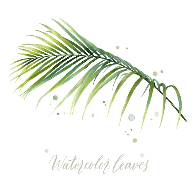 Digital watercolor painting tropical coconut palm leaves isolated on white background Vector for your design