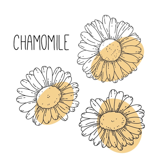 Digitale illustratie set met camomiles bloemen