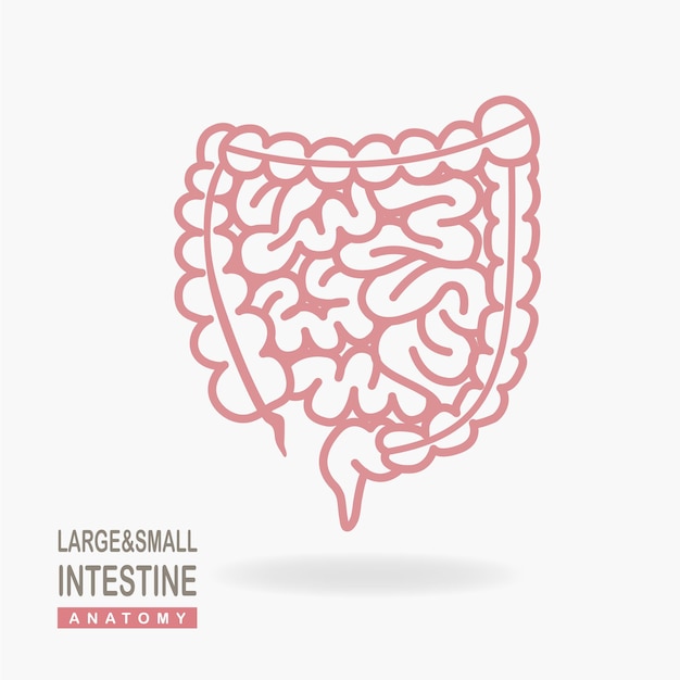 Dikke en dunne darm pictogram geïsoleerd op een witte achtergrond