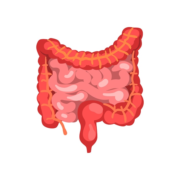 Dikke en dunne darm, spijsverteringskanaal menselijke inwendige organen anatomie vector illustratie geïsoleerd op een witte achtergrond.