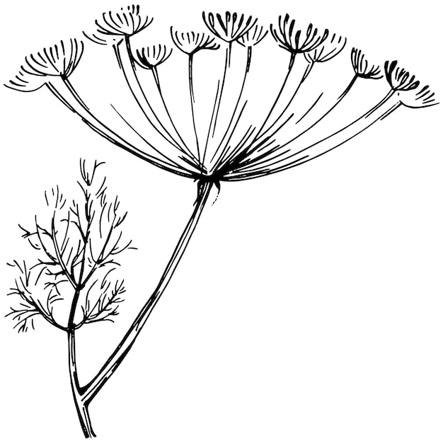 Vector dill or fennel vector isolated plant