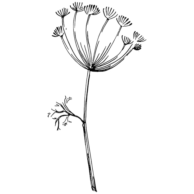 Dill or fennel vector isolated plant