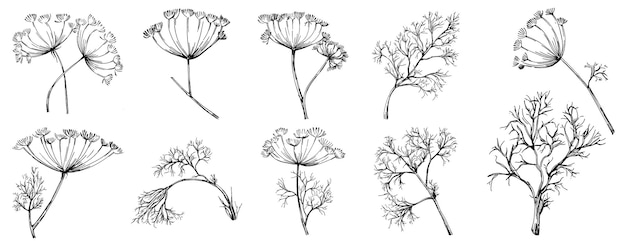 Dill or fennel vector isolated plant