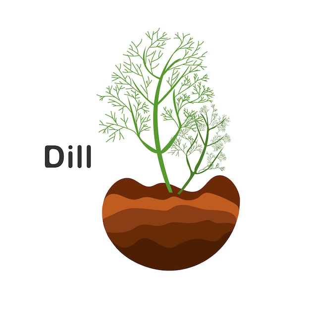 Dill in the ground vector illustration Isolated dill plant Herb illustration Growth of dill