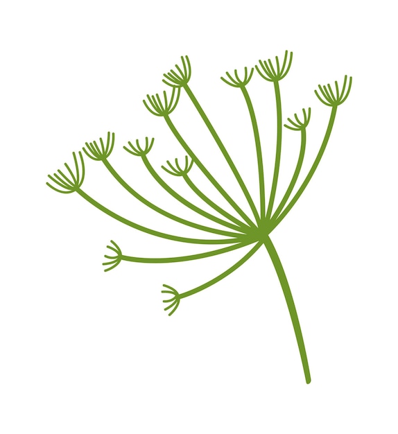 Vector dill herb spice vector illustration