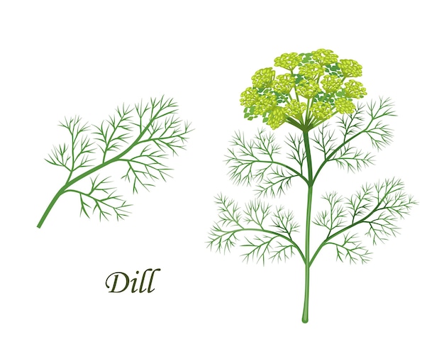 Dill plant herb seasoning and spice flavoring