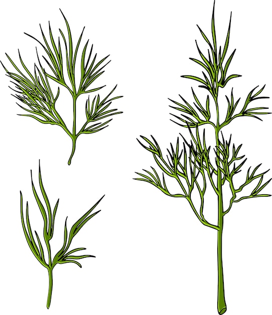 Dill. A set of bunch and twigs of dill. Vector image isolated on white background.