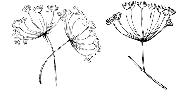 Dille of venkel vector geïsoleerde plant