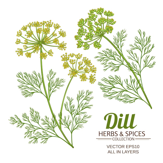 Dille plant elementen vector set