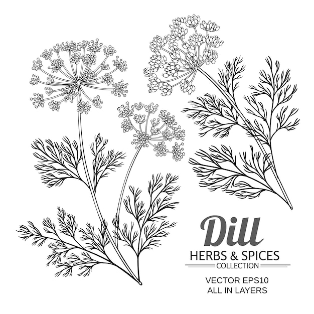 Dille plant vector set