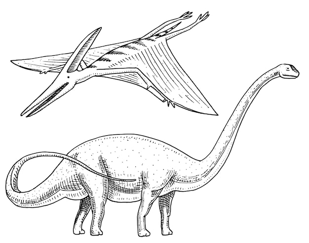 공룡 Brachiosaurus 또는 Sauropod, Plateosaurus, Diplodocus, Apatosaurus, 익룡, 해골, 화석, 날개 달린 도마뱀. 미국 선사 시대 파충류, 쥬라기 동물 새겨진 손으로 그린.