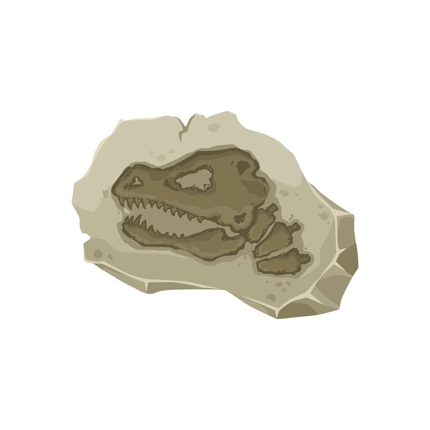 Vector dinosaur fossil, tyrannosaurus dino skull imprint