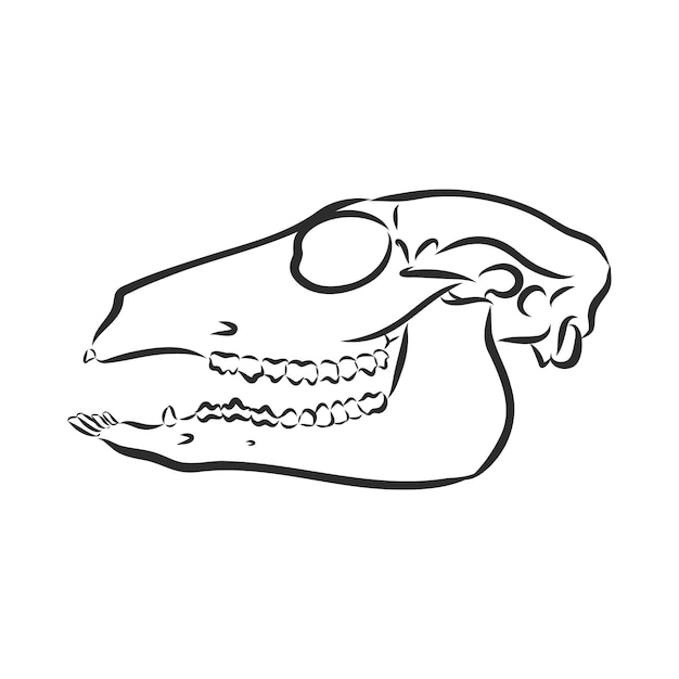 Dinosauro. disegnato a mano. illustrazione di schizzo di vettore di dinosauro triceratopo