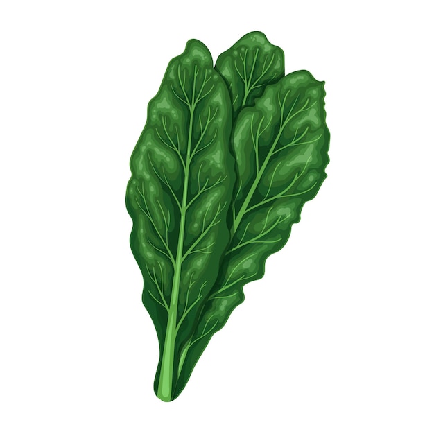 Vector dinosaur kale, dark green leafy vegetable. tuscan kale or cavolo nero vector illustration.