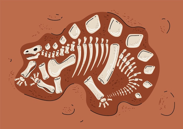 Vector dinosaur skeleton fossil bone paleontology museum concept design element