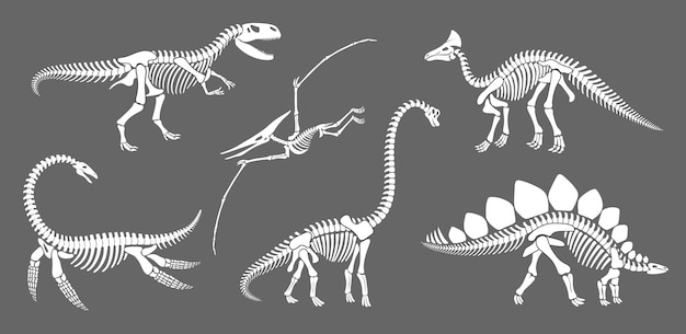 Vector dinosaur skeleton fossil dino reptile silhouettes