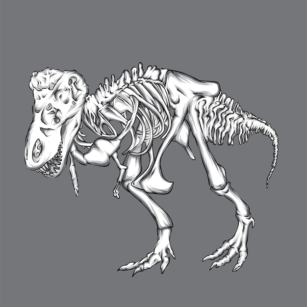 Vector dinosaur skeleton.