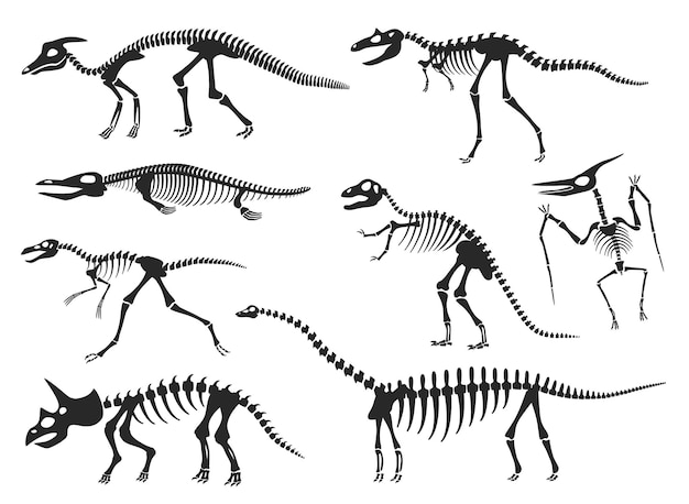 Dinosaurs skeleton silhouette, diplodocus, velociraptor, pterodactyl bones. prehistoric dinosaur fossils, ancient animal skeletons vector set. creatures for museum exhibition isolated on white