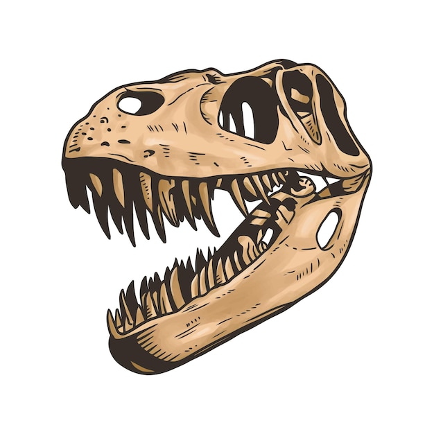 Dinosaurus hoofd skelet vector illustraties op witte achtergrond
