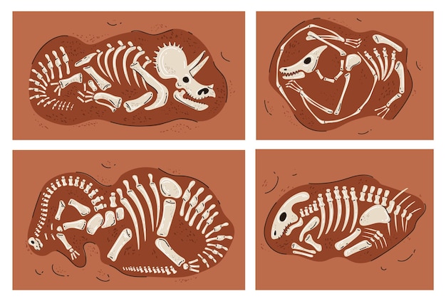 Dinosaurusskelet fossiel bot paleontologie museum conceptontwerpelement