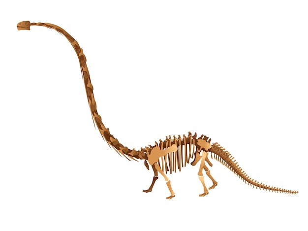Diplodocus skelet op witte achtergrond