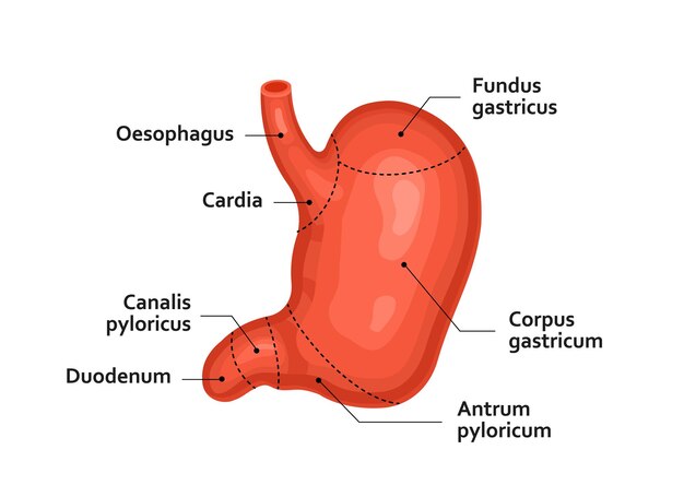 Vettore malattie dello stomaco umano bruciore di stomaco e ulcera medicina dell'anatomia degli organi interni