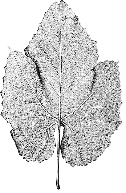 苦痛の木の葉リーフレットテクスチャ黒と白のグランジ背景eps8ベクトル