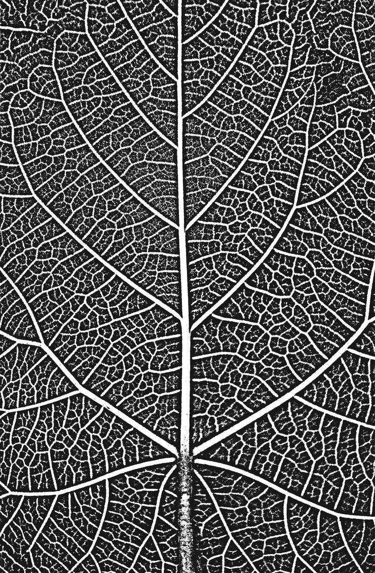Vector distress tree leaves leaflet texture black and white grunge backgroundeps8 vector illustration