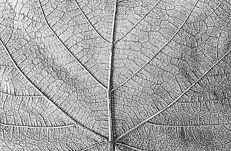 Vector distress tree leaves leaflet texture black and white grunge backgroundeps8 vector illustration
