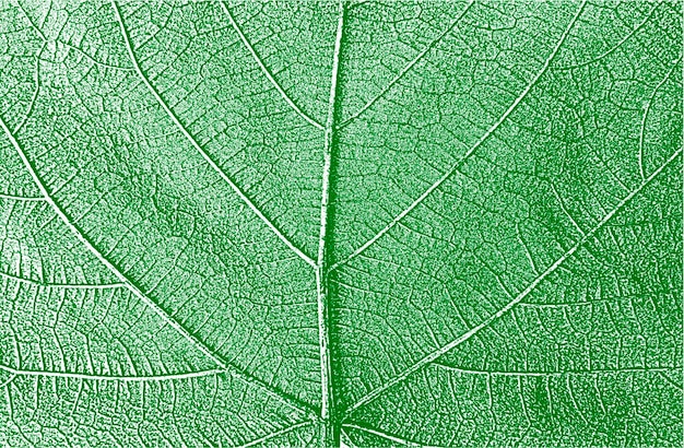 Вектор Бедствие листья дерева текстуры листовки зеленый и белый гранж фон eps 8 вектор