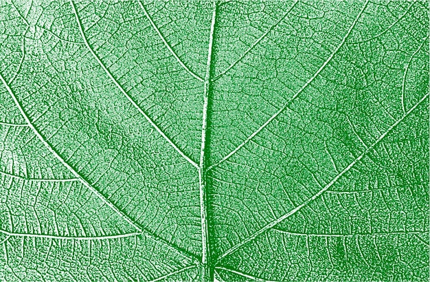 Vettore struttura dell'opuscolo delle foglie dell'albero di emergenza vettore eps 8 di sfondo verde e bianco