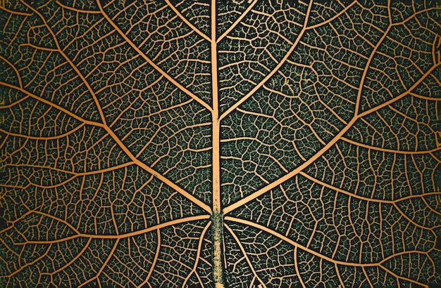 Вектор Бедствие дерево оставляет текстуру листовки на золотисто-зеленом фоне черно-белый гранж-фон eps8 векторная иллюстрация