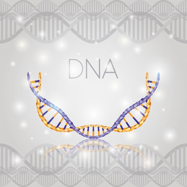 DNA-halve cirkelstructuur