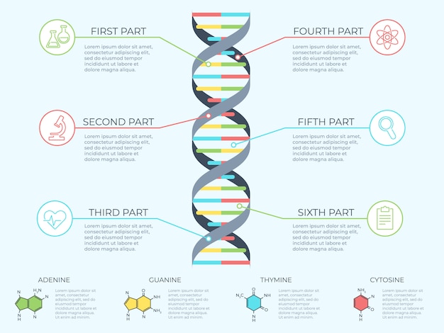 DNA 인포 그래픽. 유전 나선형, 게놈 모델 분자 다이어그램 및 ADN 패턴 구조 차트 개념 그림