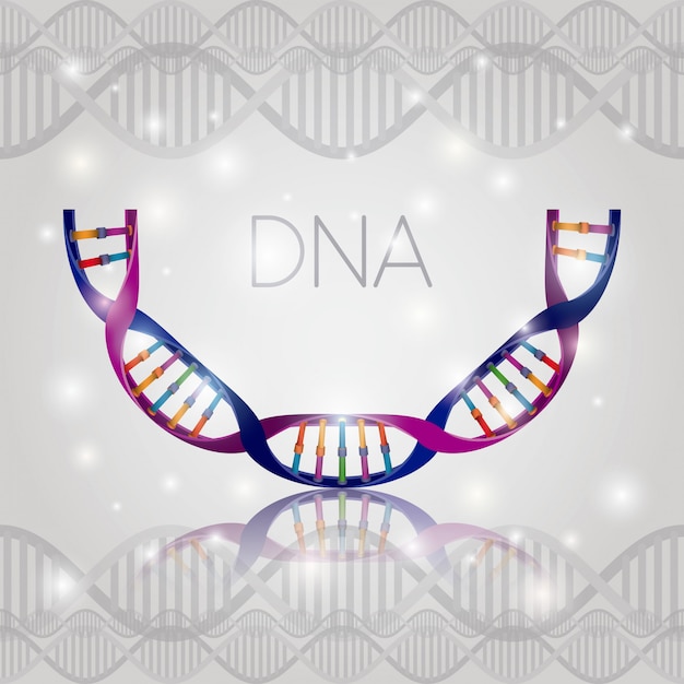 Структура полукруга молекулы ДНК