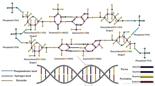 벡터 dna 분자의 구조와 공식