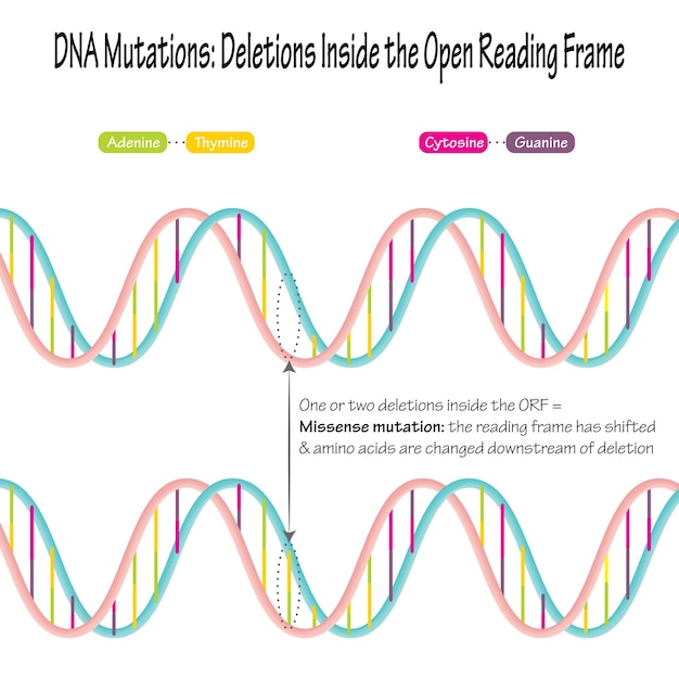 오픈 리딩 프레임 내부의 DNA 돌연변이 삭제