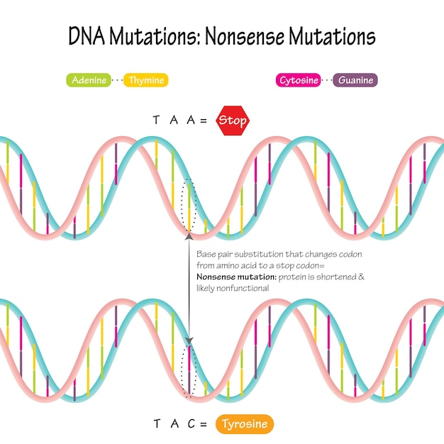 DNA mutations nonsense mutation vector illustration diagram