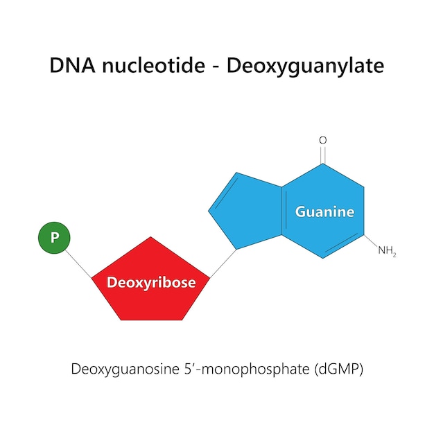 Vector dna-nucleotide deoxyribonucleotide deoxyguanylaat guanine