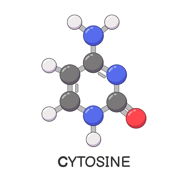 DNA of RNA cytosine molecuul structuur cartoon