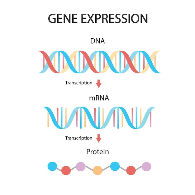 DNA 복제 RNA mRNA 단백질 합성 번역 DNA 의료 일러스트레이션의 생물학적 기능