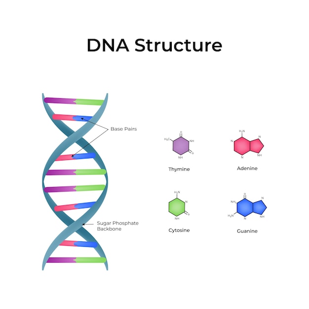 DNA Structure Double Helix and Base Pairs Vector Illustration