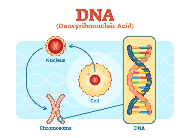 벡터 dna