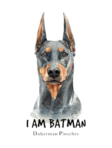 Vector doberman dog watercolor for printing.