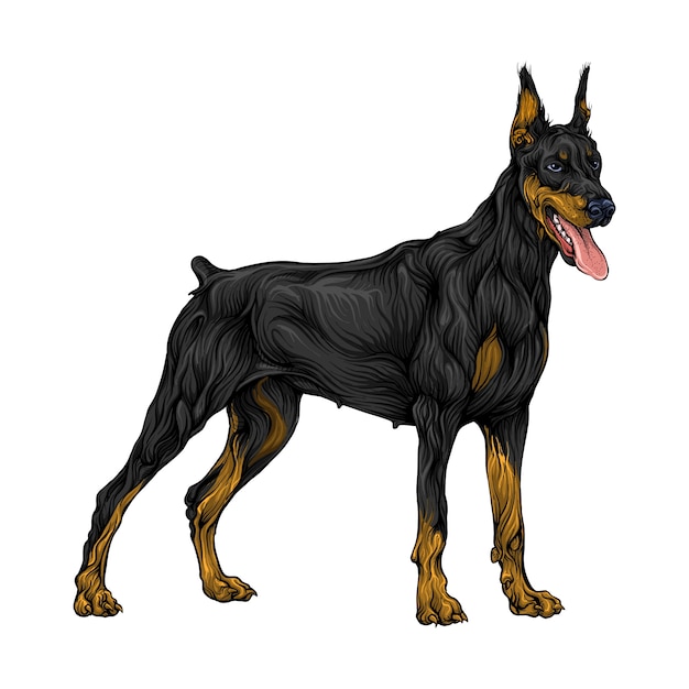 Vector doberman pinscher animal in hand drawing