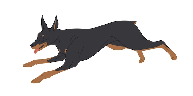 Doberman Pinscher dog running with tongue hanging out. Strong muscular Dobie rushing or chasing smb. Purebred adult doggy jumping. Colored flat vector illustration isolated on white background.